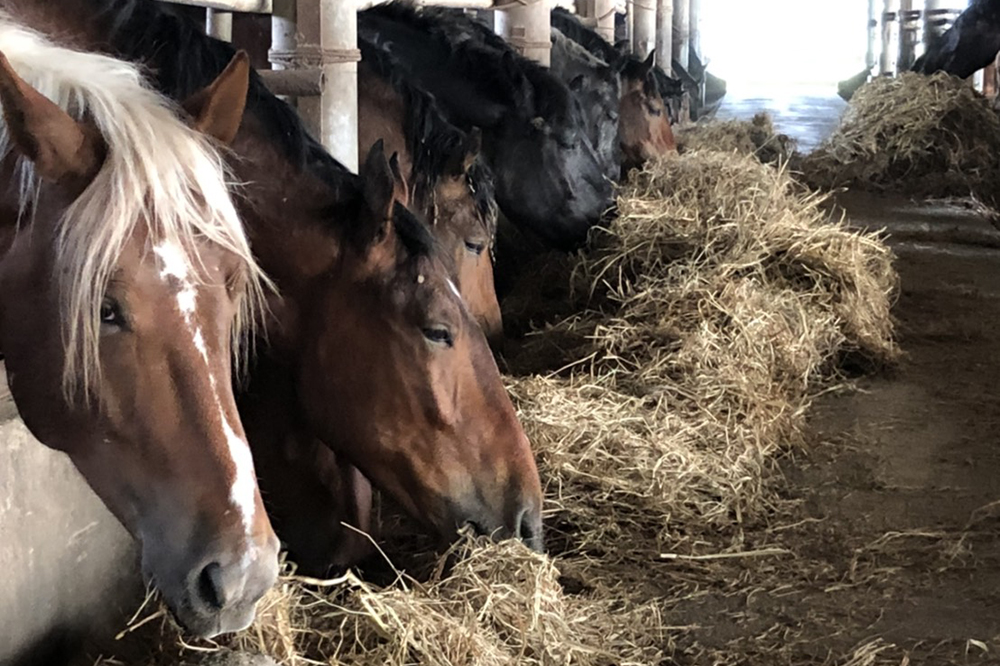 自社ブランドの馬肉「このみ桜」